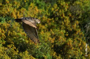 Hibou grand duc