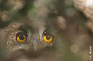 Hibou grand duc (jeune) photo Loïc Michel