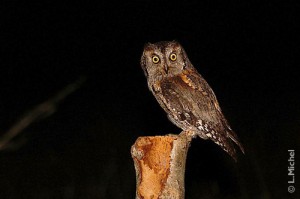 Petit duc scops