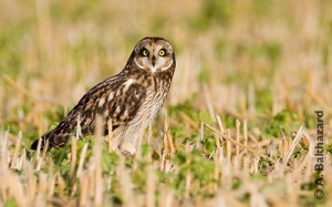 Hibou des marais